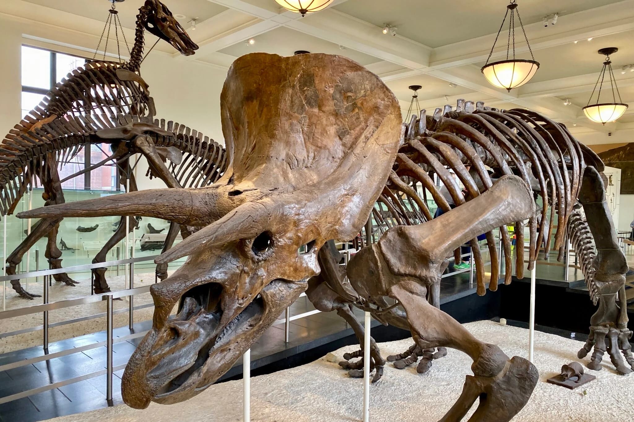 American Museum of Natural History New York