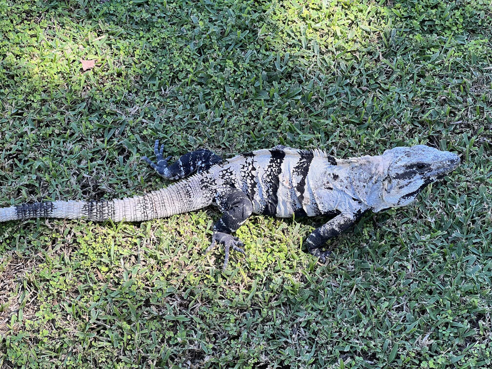El Meco Ruins Iguana