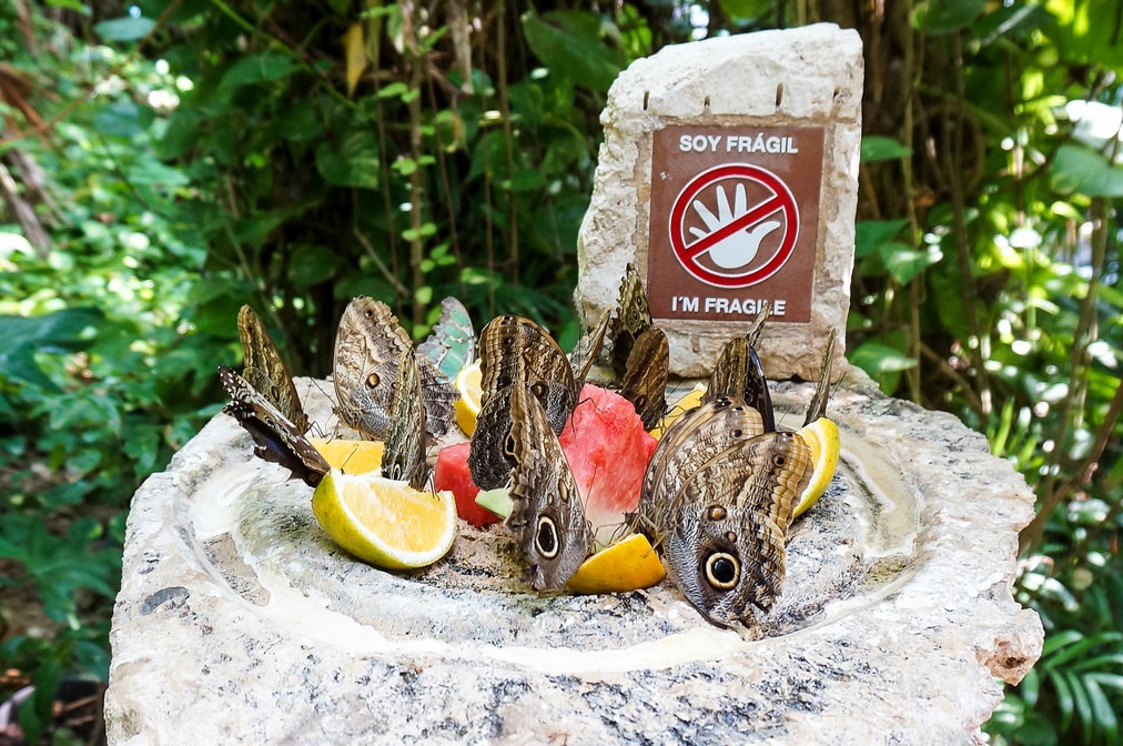 Xcaret Butterfly Park