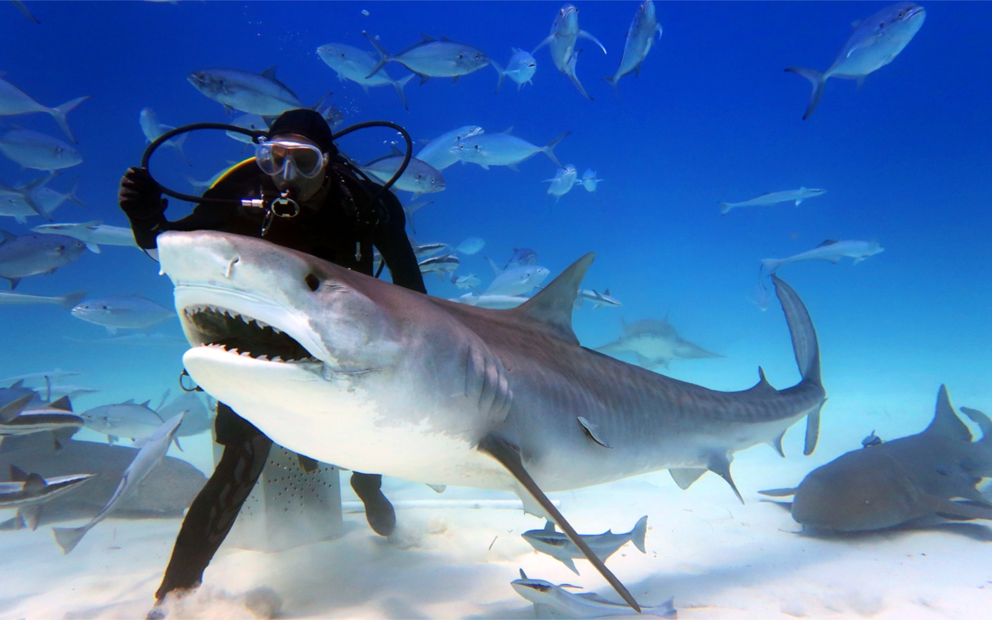 Dubai Aquarium & Underwater Zoo Shark