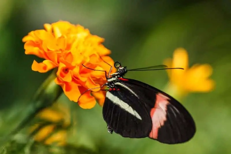 Dubai Butterfly Garden Black Butterfly