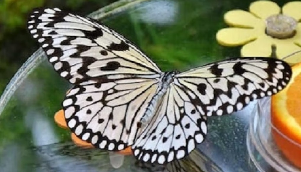 Dubai Butterfly Garden Butterfly