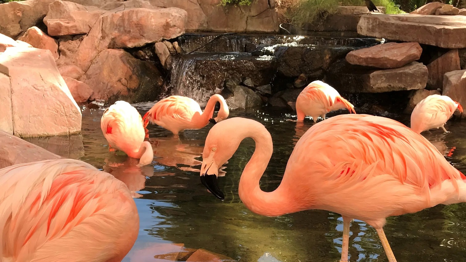 Flamingo Las Vegas Hotel & Casino Flamingo