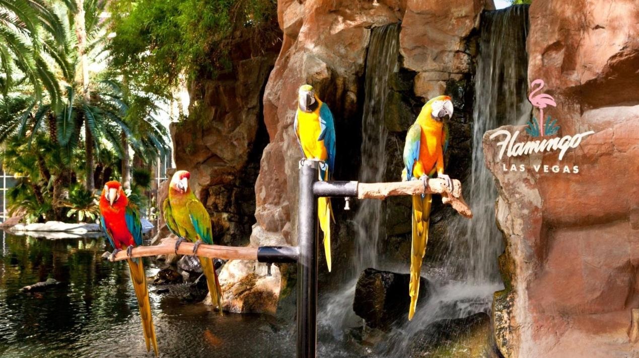 Flamingo Las Vegas Hotel & Casino Parrots