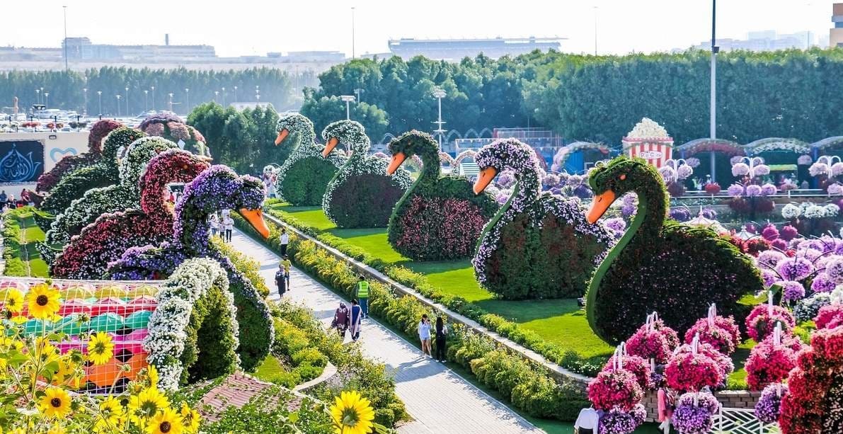 Miracle Garden Swan
