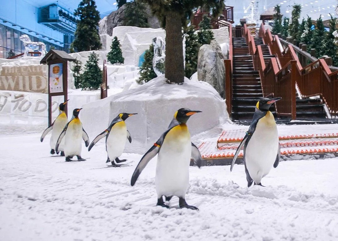Ski Dubai Penguin
